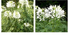 600 Seeds Cleome White Queen Spider Plant Fall Planting Pollinators - £21.22 GBP