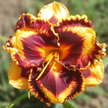 Bonsai Unique Daylilies Hemerocallis Fulva Day Lily Flower Mixed Color - 50 Seed - $7.33