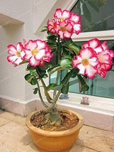 1  pcs/Bag Desert Rose Bonsai, Potted Flowers Bonsai, 100% True Bonsai Adenium O - £4.38 GBP
