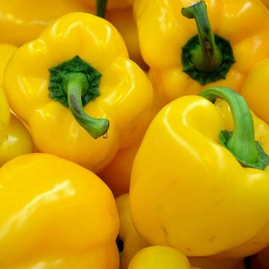 Sunbright Yellow Bell Pepper Seeds 25 Vegetable Garden Beautiful - $7.20