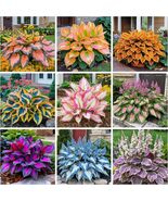 200+ Hosta Seeds Perennial Hosta Seeds For Planting Outdoor Garden Attra... - $28.07 CAD