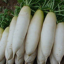 Grow In US 200 Radish Seeds White Icicle Radish Non GMO Garden Vegetable Seeds - £6.62 GBP