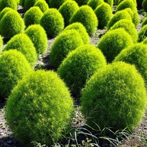 Kochia Hybrid Seeds - 50+ Pack, Lush Ornamental Bush, Perfect for Garden... - £6.68 GBP