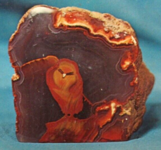 Petley Color Postcard Hooded Owl Agate Triangle Rock Shop Lordsburg New Mexico - £2.31 GBP