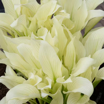 Hosta Spectacular Foliage Plant with White and Light Green Leaves 150 PCS Seeds - $9.71