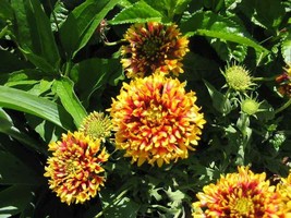 USA Store 30 Seeds Sundance Bicolor Gaillardia Pulchella Indian Blanket FlowerA  - £7.45 GBP