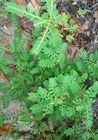 Organic Stone Breaker(Phyllanthus niruri/Chanca Piedra/Chamber Bitter)20... - $13.79 CAD