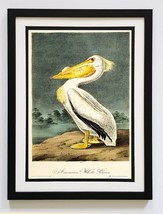 Audubon Print White Pelican - £46.86 GBP