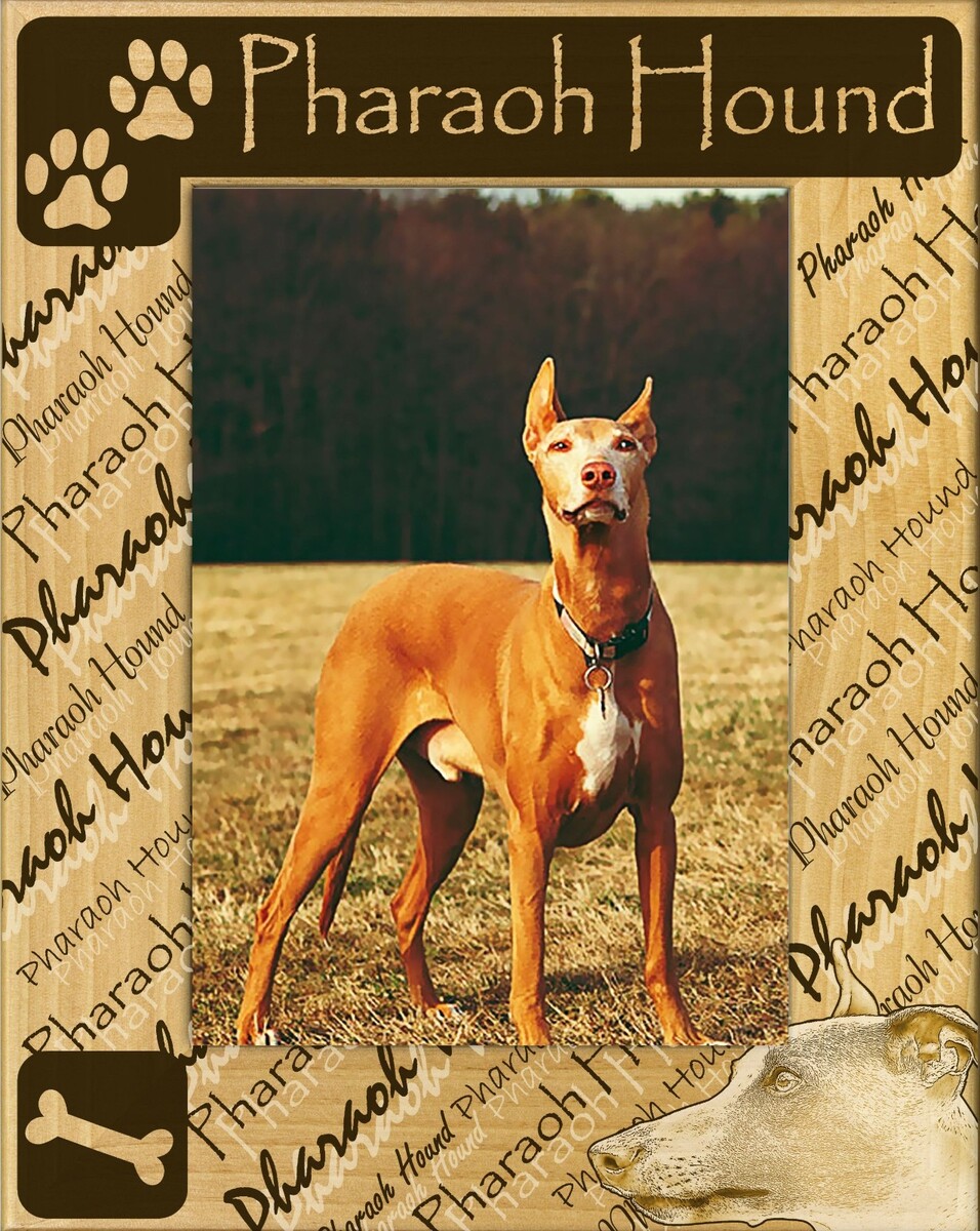 Pharaoh Hound Laser Engraved Wood Picture Frame Portrait (5 x 7) - $30.99