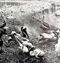 Brown Pelicans Nesting On Shore With Chicks 1936 Bird Print Nature DWU13 - $10.00