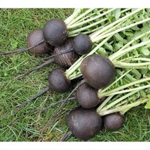 Black Spanish Round Radish Seeds Fresh Seeds USA - £10.20 GBP