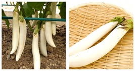 1200 White Long Eggplant Seeds: Pure White Skin and Flesh INTERNATIONALSHIP - £23.71 GBP