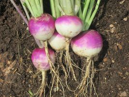 Heirloomsupplysucces 100 Heirloom Purple Top Turnip Seeds - £1.56 GBP