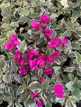 Claret Red Variegated Bougainvillea Small Well Rooted Starter Plant** - £15.43 GBP