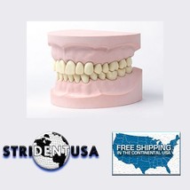 Adult Teeth and Jaw Model 200 - $17.99