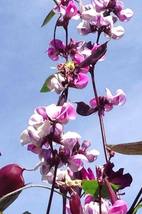 10 Seeds HYACINTH BEAN Lablab Purpureus Blue Purple White Flower Ornamental Vine - £13.98 GBP