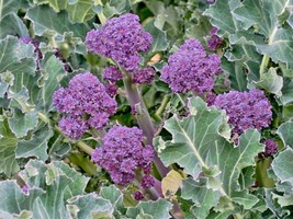 US Seller 300 Purple Sprouting Broccoli Seeds Organic Cool Season Open Pollinate - £7.14 GBP