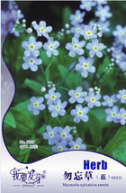 10 S 60 Seeds Flower Ground Cover Seeds Forget Me Not Myosotis Sylvatica Gardeni - $18.22