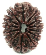 13 Mukhi Rudraksh / Collector Thirteen Face Rudraksha - 29.01 mm - Nepal - $382.07 CAD