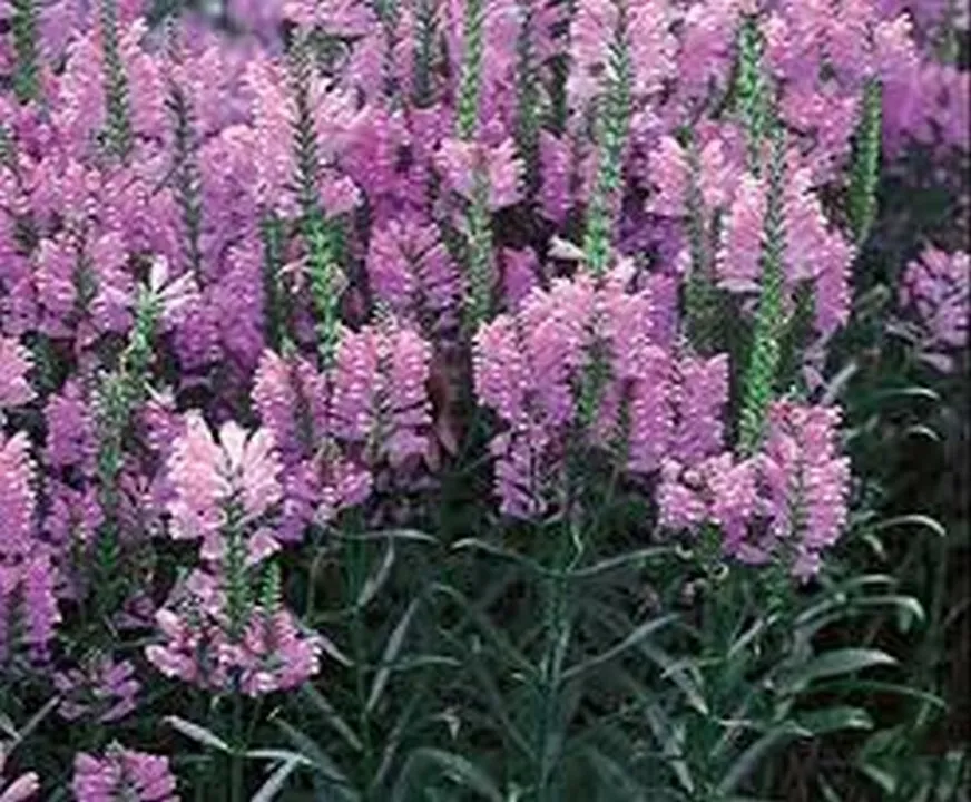 50 Fresh Seeds Obedient Plant Pink - $11.79