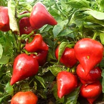 Lesya Sweet Pepper Seeds (5 Pcs) - Organic Heirloom Vegetable, Perfect for Home  - £5.59 GBP