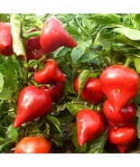 Lesya Sweet Pepper Seeds (5 Pcs) - Organic Heirloom Vegetable, Perfect f... - £5.60 GBP