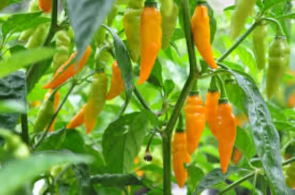 10 Premium Yellow Datil Pepper Seeds Spicy Hot Atomic Unique Usa Fresh G... - £12.77 GBP