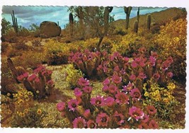 Arizona Postcard Spring In The Heart Of Desertland - £2.38 GBP