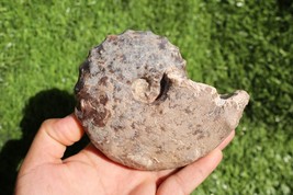 Mammites nodosoides Ammonite Moroccan fossils fossils Ammonites A35 - $768.73 MXN