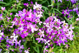 3000 Evening Scented Night Matthiola Flower Annual Seeds BULK, Lilac-Pink Mix  - £4.76 GBP