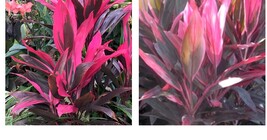 Web photo editor  15  thumb200