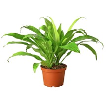 Dracaena &#39;Lime Light&#39;-6&quot; Pot - $1,004.06 MXN