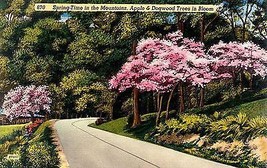 1940&#39;s Apple &amp; Dogwood Trees in Bloom, Spring Scenic - $3.95