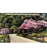 1940&#39;s Apple &amp; Dogwood Trees in Bloom, Spring Scenic - £3.10 GBP