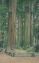 1960&#39;s California Redwoods - £3.12 GBP