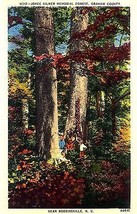 1940&#39;s Joyce Kilmer Memorial Forest, Robbinsville, N.C. - £5.45 GBP