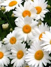 Grow Alaska Shasta Daisy Seeds 200 Seeds Nongmo 4 Get - £6.84 GBP