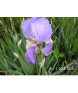 2  Lavender Iris Bulbs ,  Wonderful  Aroma  - £3.99 GBP