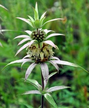 Spotted Bee Balm 500 Seeds for Planting | Dotted Mint Monarda punctata - $17.00