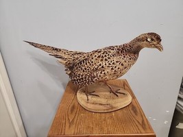 JV9 Ringneck Pheasant Hen Mount Taxidermy - £148.82 GBP