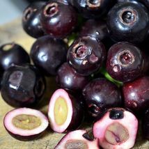 Indian blackberry / Baligang (Syzgium cumini) Live Fruit Tree 12”-24” - £79.93 GBP