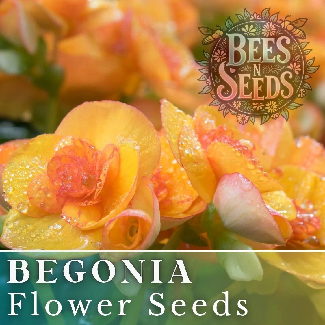 Tangy Twist Begonia Seeds 45 or 125 Seeds Flower, Flower Seeds, Non GMO - $9.74