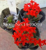 SL Oxalis Wood Sorrel Flower Seeds, Red - $5.52