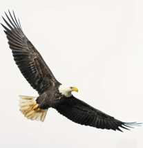 Realistic Flying Bald Eagle 3D Wall Decal 27.5&quot; x 9.8&quot; NEW! - $9.88