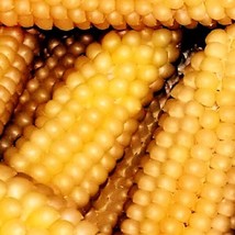 Popcorn Japanese Hullness Corn Heirloom Seeds - $9.20
