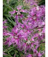 MBK Sweet William Dianthus Rainbow Loveliness Fragrant Heirloom Non Gmo ... - $10.79