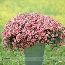 Goodidea Heirloom Pink Garden Petunia with Red Eye Flower Seeds, 100 Seeds, bico - £4.22 GBP