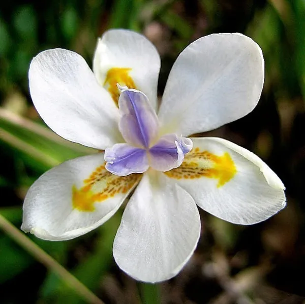 25 White African Iris Fortnight Lily Dietes Iridioides Butterfly Flower ... - $10.00