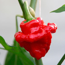HeirloomSupplySuccess 10 Heirloom Jamaican Red Scotch Bonnet HOT Pepper Seeds  - £4.05 GBP