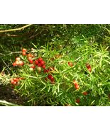 Asparagus aethiopicus 100+ seeds Sprenger's Bushy asparagus free shipping - $135.37 MXN - $580.77 MXN